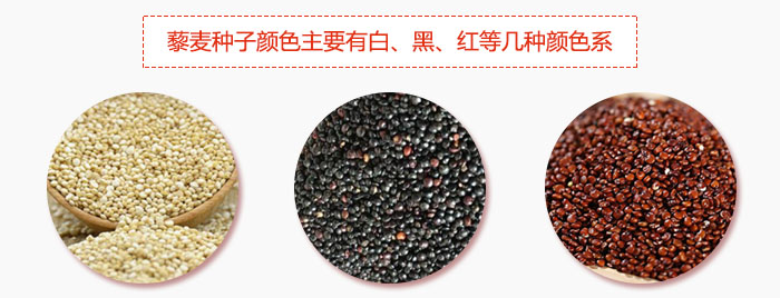 藜麥種子顏色主要有白、黑、紅等幾種顏色系，營養(yǎng)成分相差不大，其中白色口感好，黑、紅色口感相對差些，籽粒也較小。